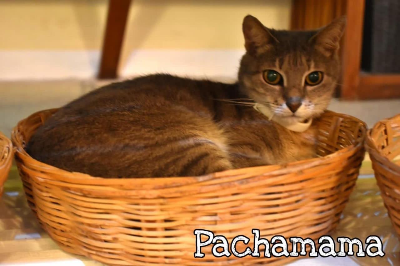 Pachamama